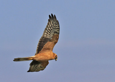 Pallid Harrier  