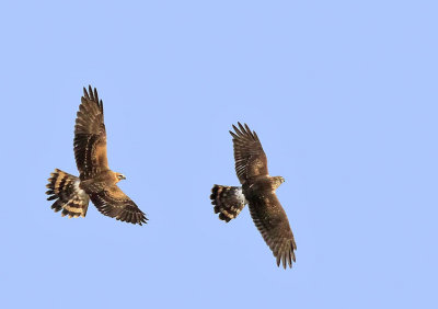 P. Harrier& H, Harrier