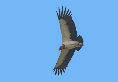 King Vulture 