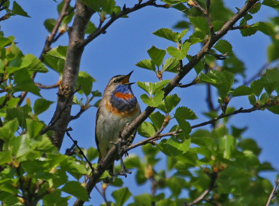 Bluethroat