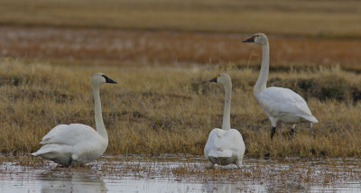 Tundra Swan