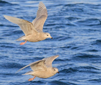 Glaucous Gull  Iceland Gull 