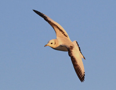 Kittiwake 