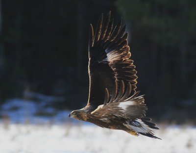 Golden Eagle