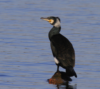 Cormorant