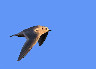 Ross´s Gull