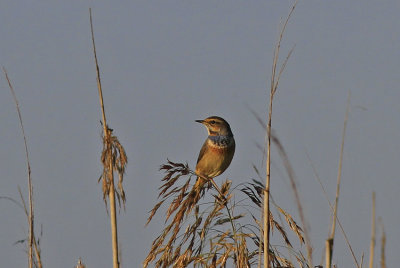 Bluethroat