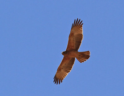 Bonell Eagle   