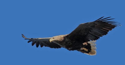 White-tailed Eagle