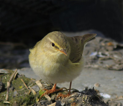 Willow Warbler