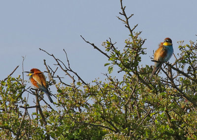 Bee-eater 25 st. land