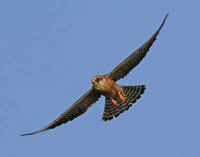 Red-footed Falcon 