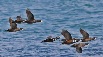 Harlequin Duck