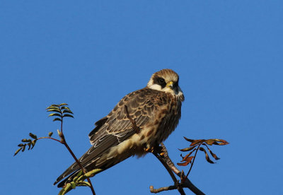 Red-footed Falcon juv