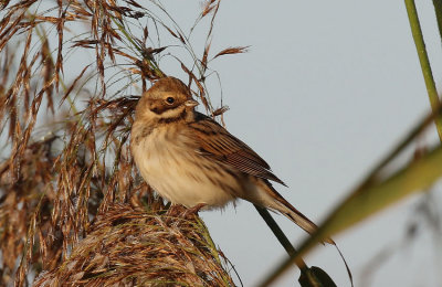 Reed  Bunting 