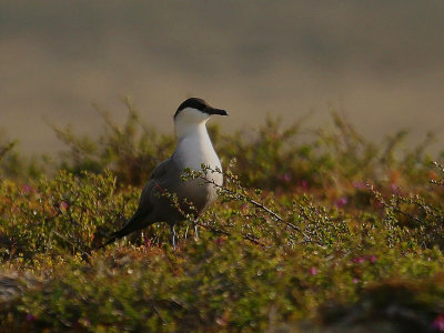 Long-tailed Skua 