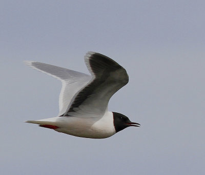 Little Gull  