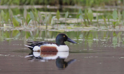 Shoveler 