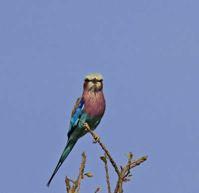  Lilac-breasted Roller 