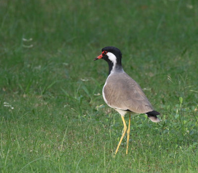  Red-wattled Lapwing