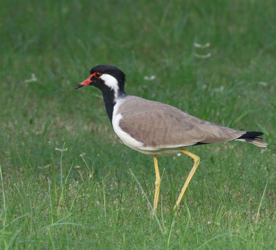  Red-wattled Lapwing