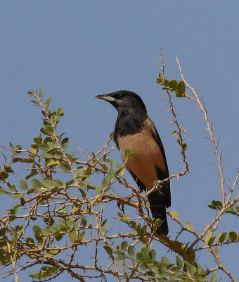  Rose-coloured Starling