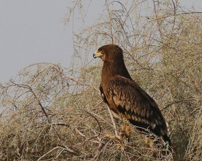  Greater spotted Eagel