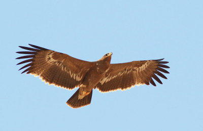  Steppe Eagle 