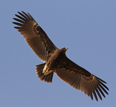  Greater Spotted Eagle