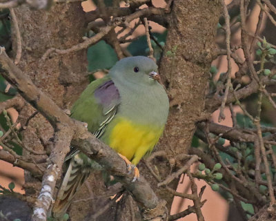  Bruces Green Pigeon 