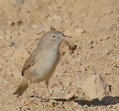  Desert Warbler 