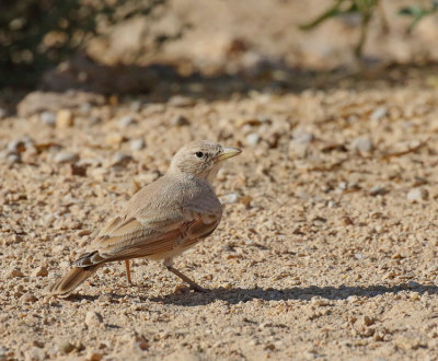  Bar-tailed Desert Lark 