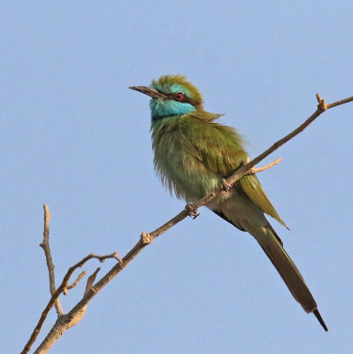  Lettle Green Bee-eater 