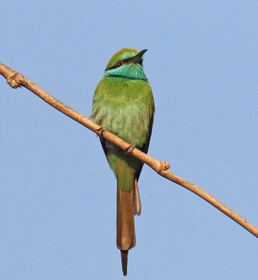  Little green Bee-eater 