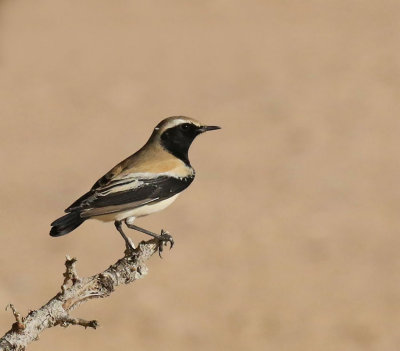  Desert Warbler 