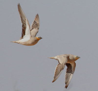  Kronflyghna Crowned sandgrouse 