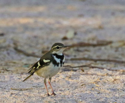 Forest Wagtail 