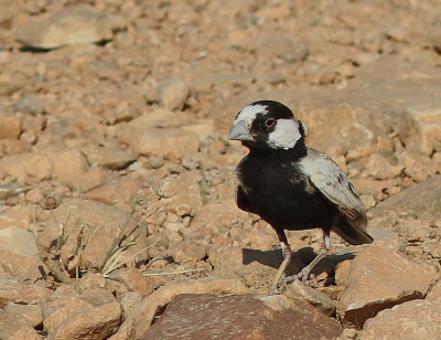 2015 Black crowned Sparrow  850.jpg