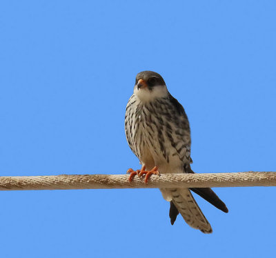 Amur falcon 850AA.jpg