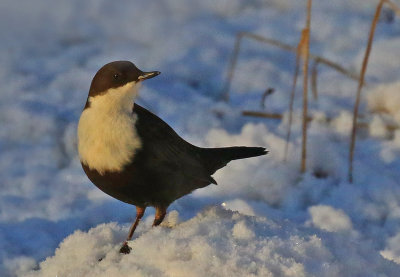 White-throsted Dipper