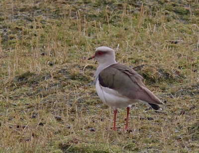 Andean Lapwing 