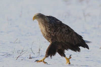 White- t- Eagle