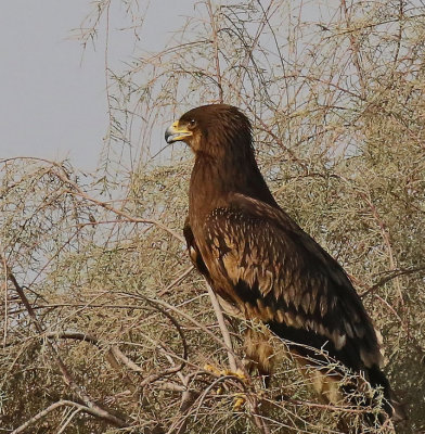 Spotted Eagle