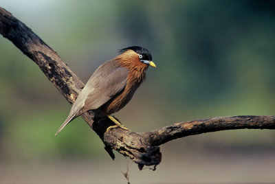 Brahminy starling