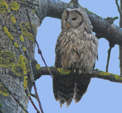 Ural Owl 851