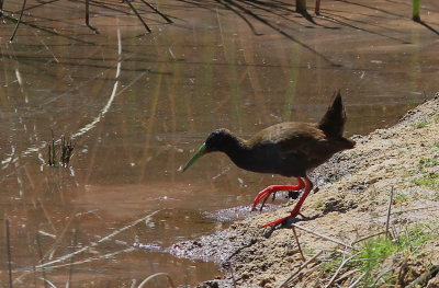 Plumbeous Rail 