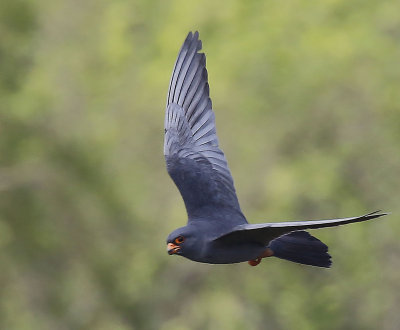 Falco vespertinus  