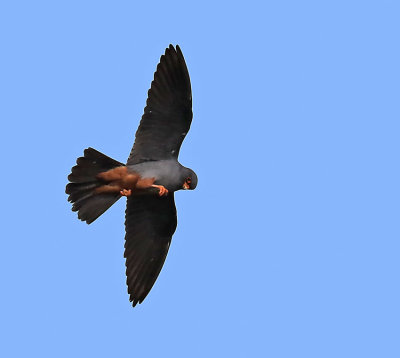 Red-footed Falcon  