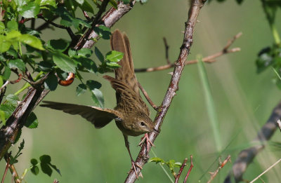 Grasshopper Warbler  