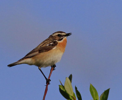 Whinchat  